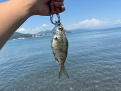 ダイミョウサギの釣果