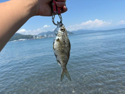 ダイミョウサギの釣果