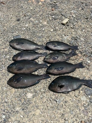 グレの釣果