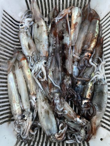 スルメイカの釣果