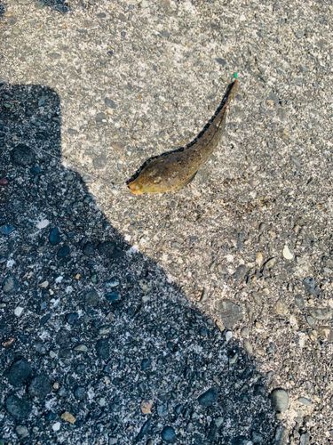 メゴチの釣果