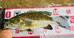 スモールマウスバスの釣果