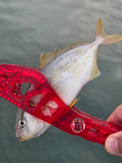 ショゴの釣果