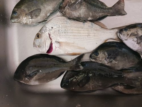ヘダイの釣果