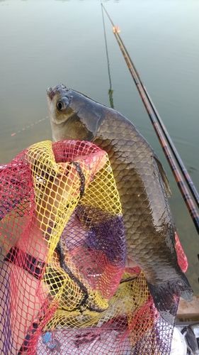 ヘラブナの釣果