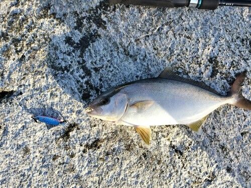 カンパチの釣果