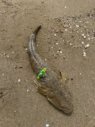 マゴチの釣果