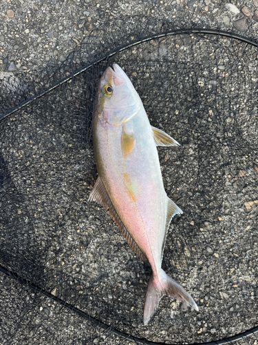 カンパチの釣果