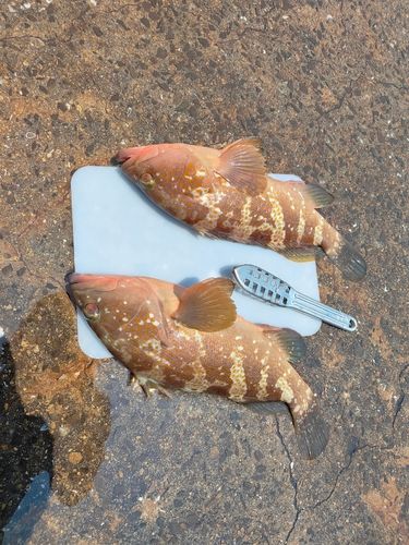 タイの釣果