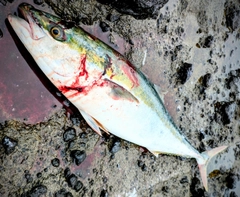 ブリの釣果