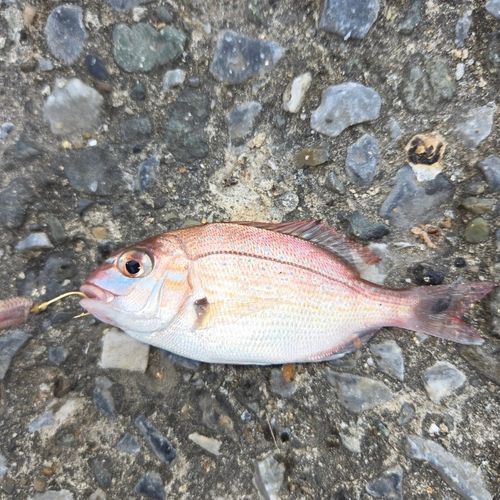 ベラの釣果