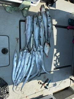 タチウオの釣果