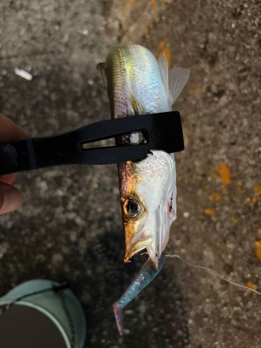 アカカマスの釣果