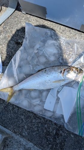 コノシロの釣果