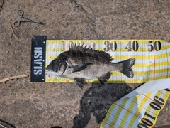 チヌの釣果
