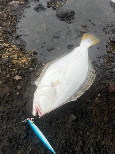 ヒラメの釣果