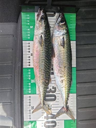 マサバの釣果