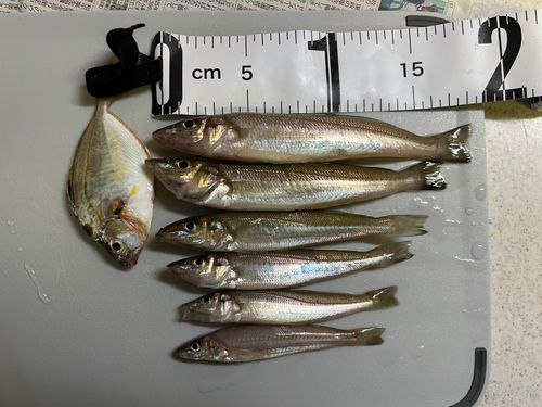 キスの釣果