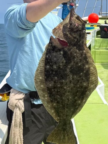 ヒラメの釣果