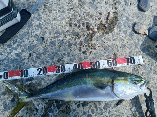 ワラサの釣果