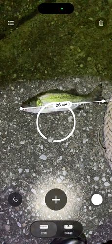 フッコ（ヒラスズキ）の釣果