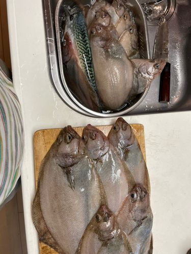 カレイの釣果