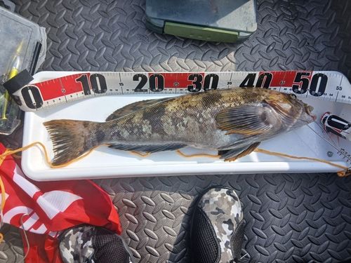 アイナメの釣果