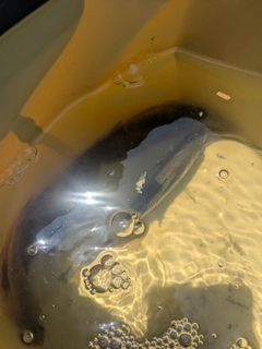 ハゼの釣果