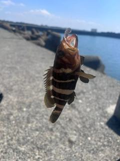 アオハタの釣果