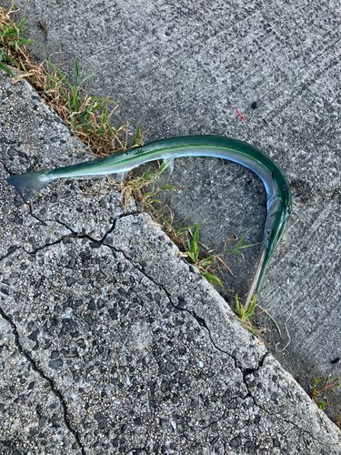 ダツの釣果