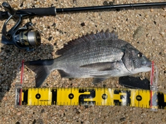 チヌの釣果