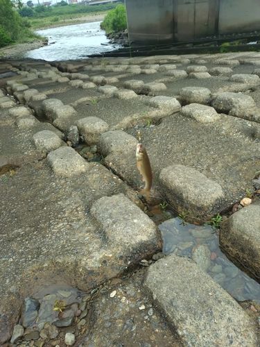 ウグイの釣果