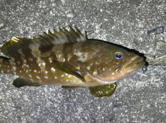 アコウの釣果