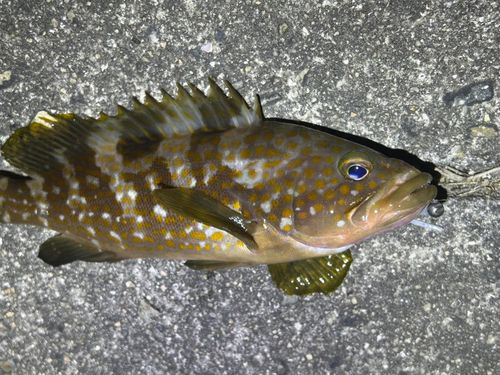 アコウの釣果