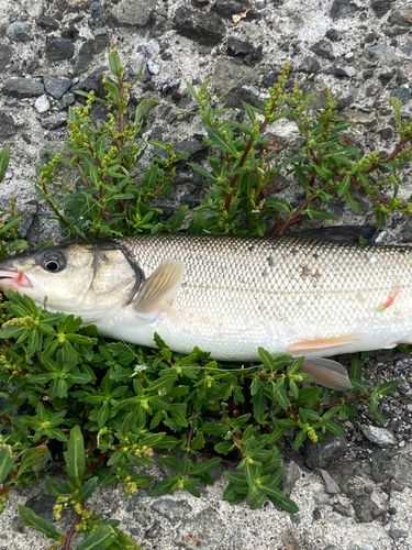 ウグイの釣果