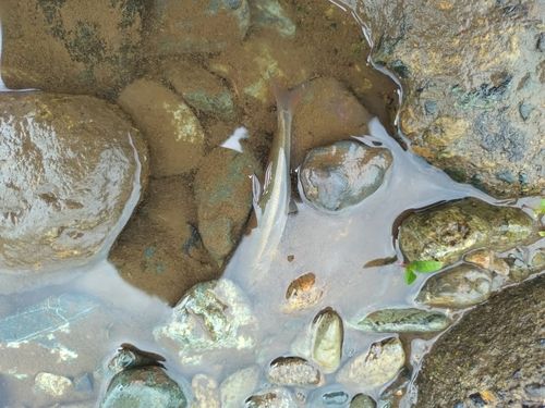 アブラハヤの釣果