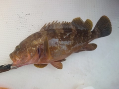 キジハタの釣果