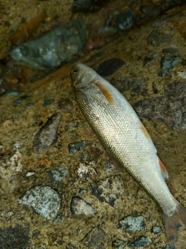 ウグイの釣果
