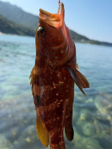 キジハタの釣果