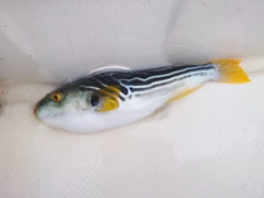 シマフグの釣果