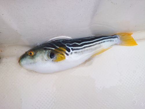 シマフグの釣果