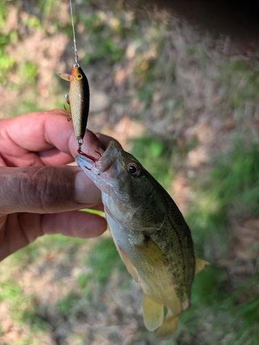 ラージマウスバスの釣果