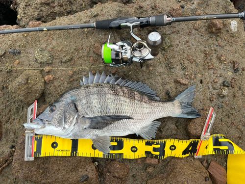チヌの釣果