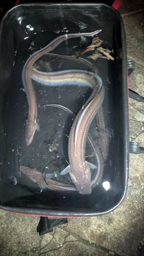 アナゴの釣果