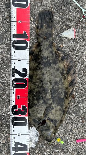 クロガシラガレイの釣果