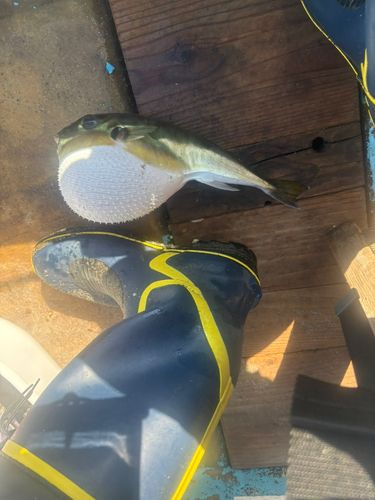 シロサバフグの釣果