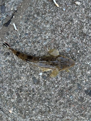 マゴチの釣果