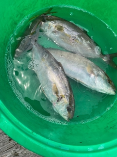 ショゴの釣果