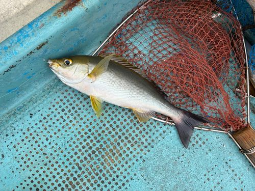 イサキの釣果