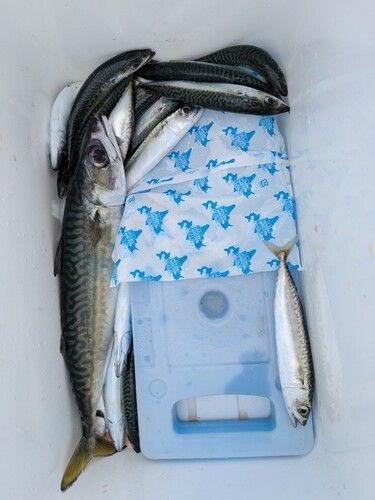 マサバの釣果